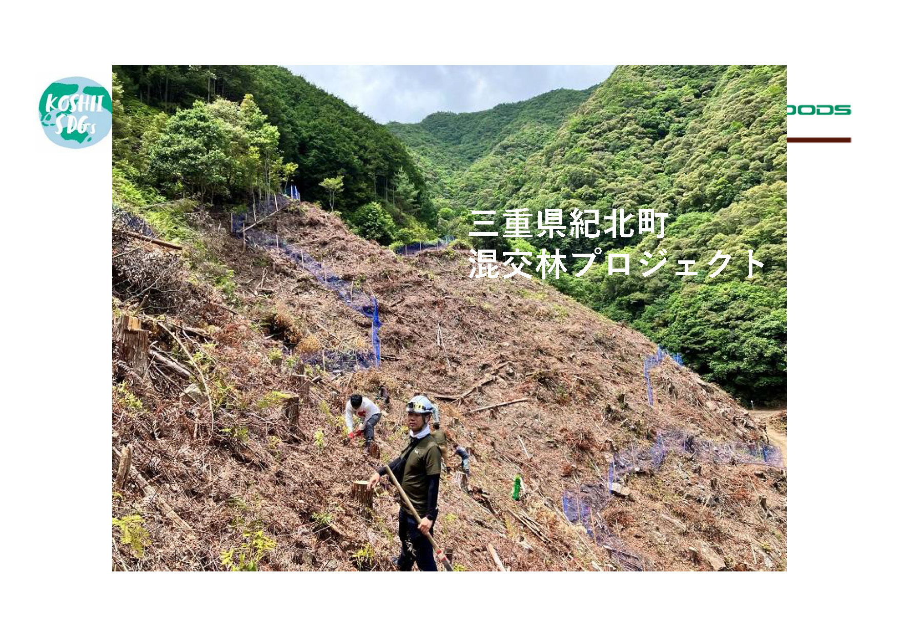 図6　尾鷲の山を針葉樹と広葉樹の混交林に